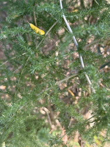 Spiny Asparagus