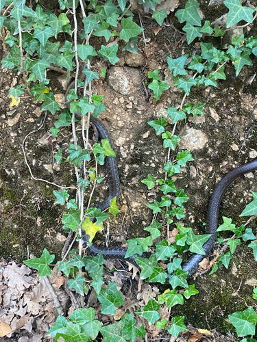 Aesculapian Snake