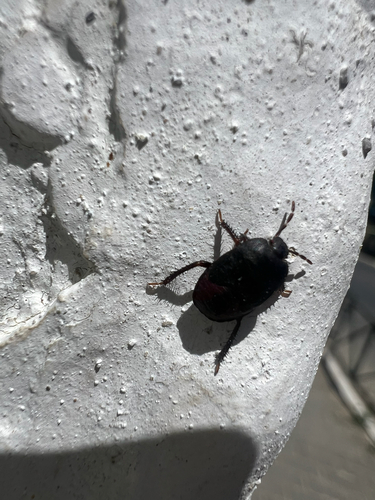 Black burrowing bug