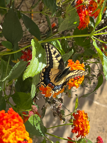 Old World Swallowtail