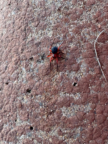 Nicodamus peregrinus