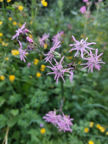 ragged-robin