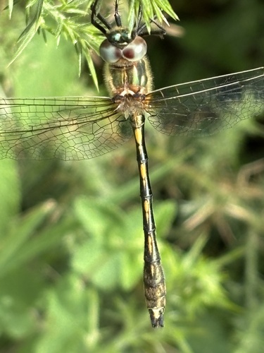 Orange-spotted Emerald