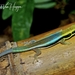Yellow-headed Day Gecko - Photo (c) Emmanuel Van Heygen, all rights reserved, uploaded by Emmanuel Van Heygen