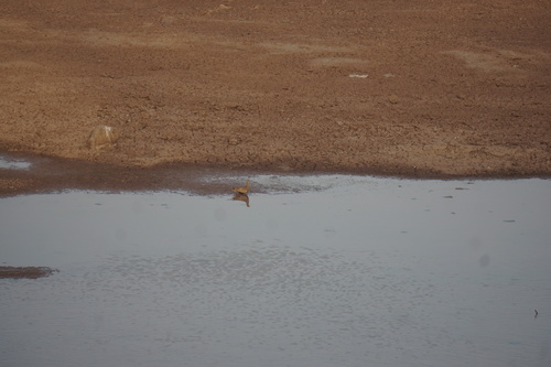 Chestnut-bellied Sandgrouse