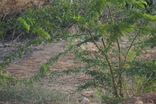 Asian Koel