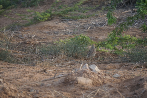 Grey Francolin