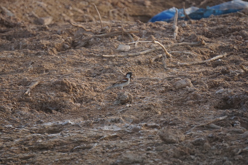 House Sparrow