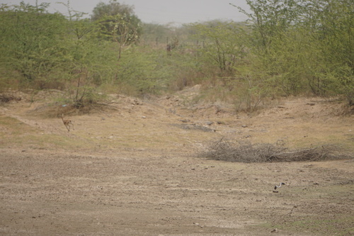 Indian Gazelle