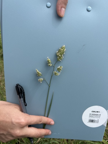 orchard grass