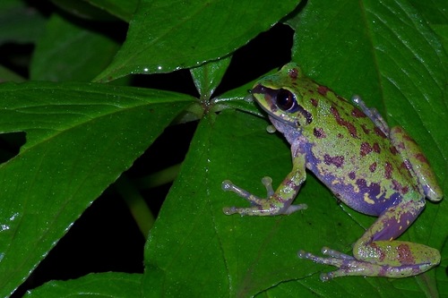Shoa Forest Tree Frog