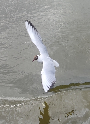Black-headed Gull