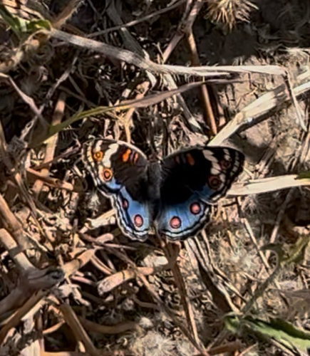African Blue Pansy