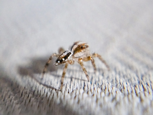 Pantropical Jumping Spider
