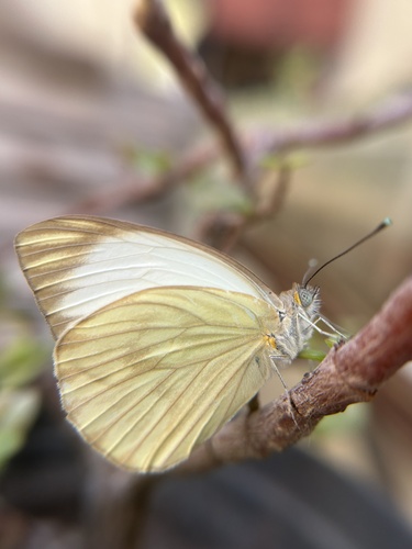 Great Southern White