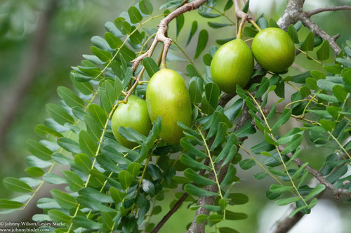 Wild-Mango (Cordyla africana) · iNaturalist