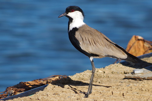 Spur-winged Lapwing