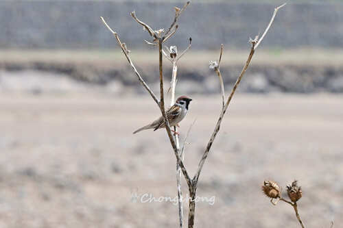 Eurasian Tree Sparrow