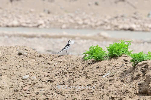 White Wagtail