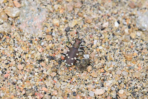 Cicindela transbaicalica