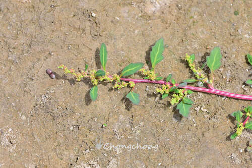 oak-leaved goosefoot