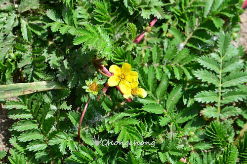 common silverweed
