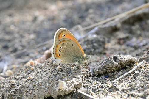 Coenonympha amaryllis