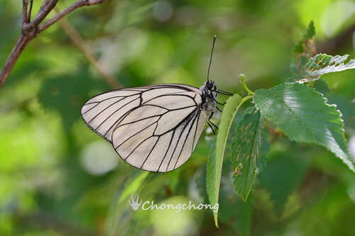 Black-veined White