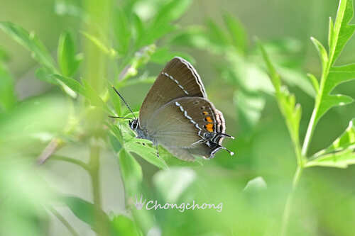 Satyrium latior