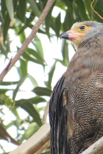 East African Harrier-Hawk