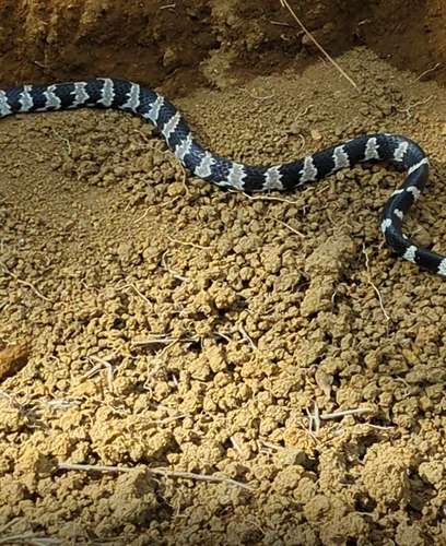 Brazilian Slug-eating Snake
