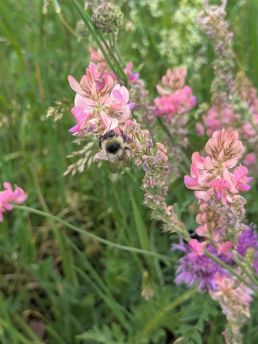Shrill Carder-Bumble bee
