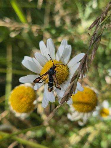 Fiery Clearwing