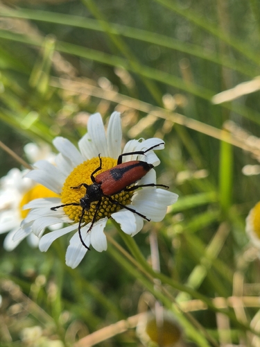 heart longhorn beetle
