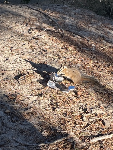 Cliff Chipmunk observed by azgeo