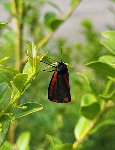 Cinnabar moth
