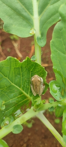 Painted Reed Frog