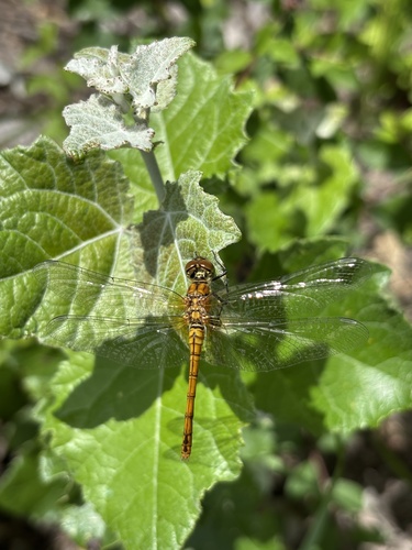 Ruddy Darter