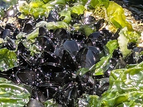 Mediterranean Mussel