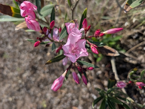 oleander