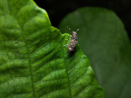 Eucorynus crassicornis
