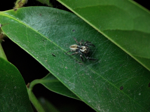 Carrhotus viduus