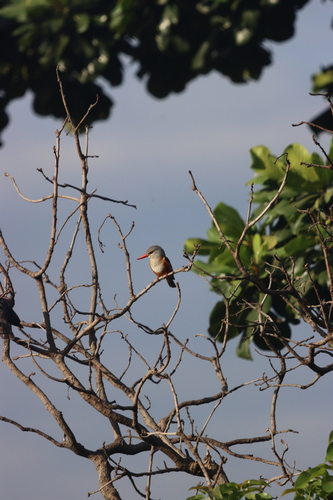 Gray-headed Kingfisher