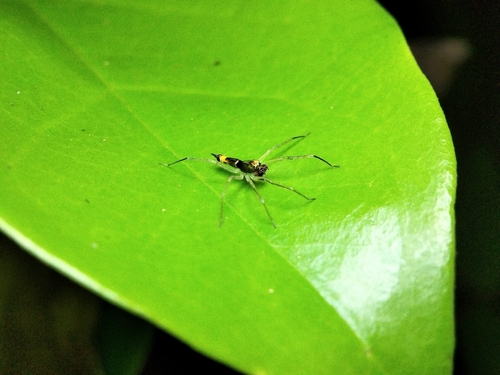 Asemonea tenuipes