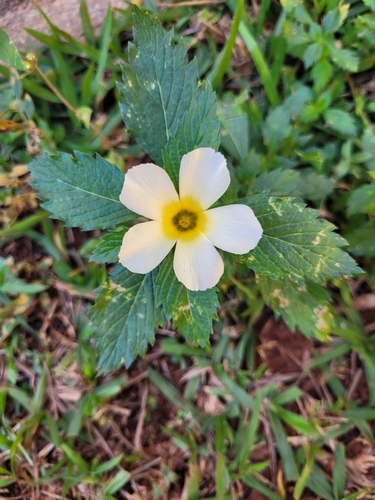 Cuban Buttercup