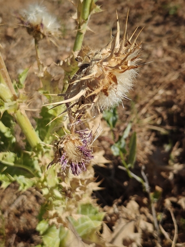 milk thistle