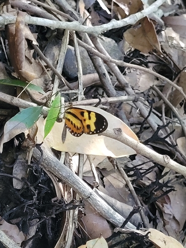 Mechanitis polymnia casabranca