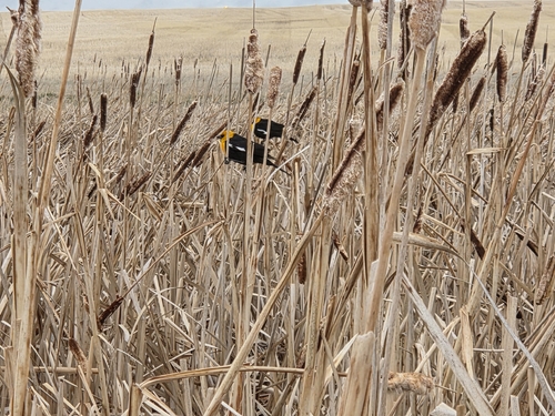 Yellow-headed Blackbird