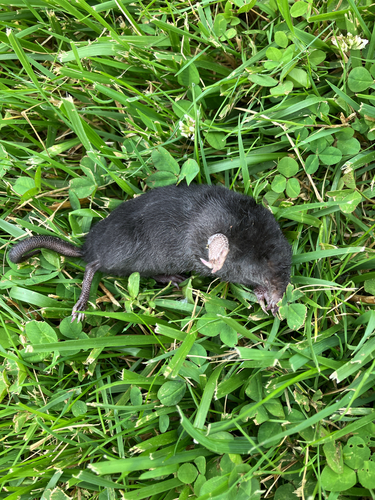Star-nosed Mole observed by patricia_giguere