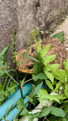 Giant Toad